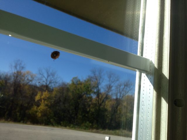 Today I have encountered about 6 ladybugs that are trying to get warm as the weather is getting colder.  I don't mind...ladybugs bring good luck right?  I am grateful for the smile they brought to my face today!